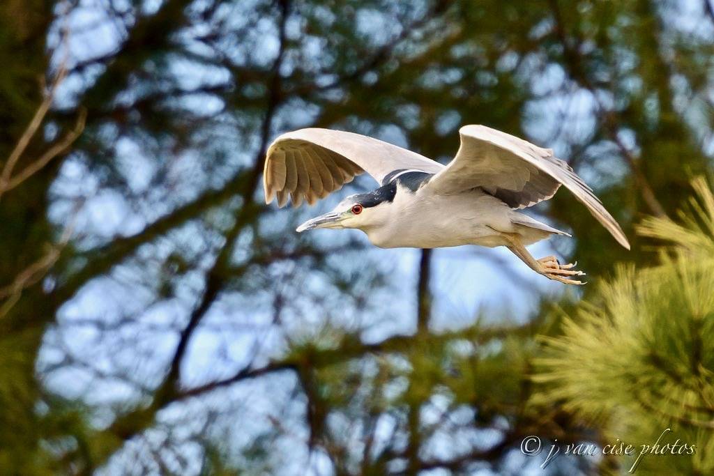 Black-Crowned Night-Heron ~ Nycticorax nycticorax ~ Southern Outer Banks, North Carolina by j van cise photos is licensed under CC BY 2.0